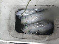 椿でヤエン、初アオリおめでとうございます！