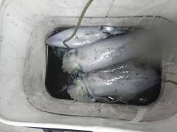 椿でヤエン、初アオリおめでとうございます！…