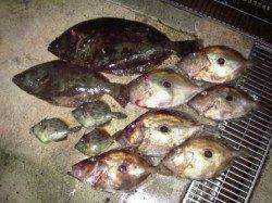 【串本カセ】今が旬の高級魚を釣りに行きませんか