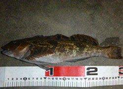 エビ撒きズボ釣りで兵突名物の「ポン」！