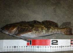 エビ撒きズボ釣りで兵突名物の「ポン」！