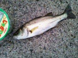 夕方☪食コンへエビ撒き釣りに