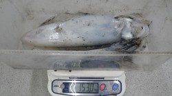 椿地磯のウキ釣りで新年初アオリイカ♪