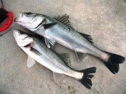 風裏のハネ！25日夕方泉大津RT