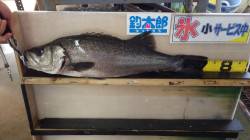 白浜地磯でヒラスズキ72ｃｍ！！