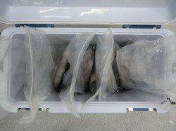 すさみの地磯でアオリ、ヤエンで二桁釣果☆