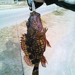 紀ノ川河口周辺ガシリングで7匹ゲット～♪♪