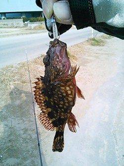 紀ノ川河口周辺ガシリングで7匹ゲット～♪♪