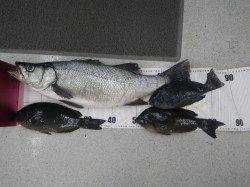 田辺 フカセでヒラスズキ＆グレの釣果