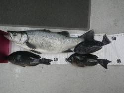 田辺 フカセでヒラスズキ＆グレの釣果