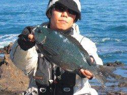 いよいよやってきた寒グレシーズン! 須江で磯釣り♪♪