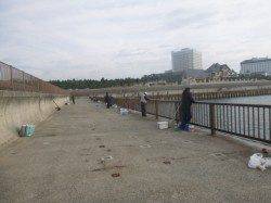 アジュール舞子サヨリ情報