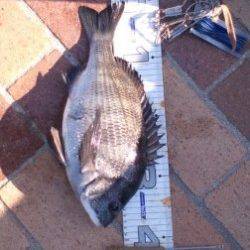 【チヌ情報有り！】南芦屋浜