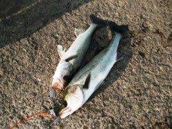 砂上げ場でもハネ! しっかりと底撒きしてゲット☆