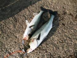 砂上げ場でもハネ！ しっかりと底撒きしてゲ…