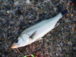 エビ撒きでハネ♪　泉大津RT11日あさ