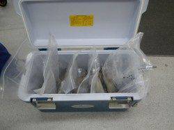 すさみの地磯でアオリ、ヤエンで二桁釣果☆