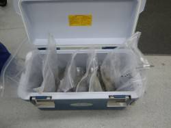 すさみの地磯でアオリ、ヤエンで二桁釣果☆