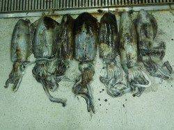 すさみ地磯ヤエン釣果　7ハイで計7.07ｋｇ☆　