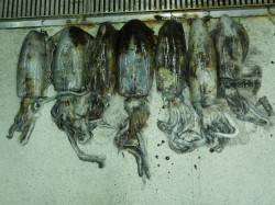 すさみ地磯ヤエン釣果　7ハイで計7.07ｋ…