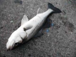 倉庫前でもハネが好調の様子♪