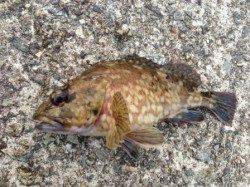 【シラサエビでガシラ！】南芦屋浜リアル朝編