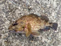 【シラサエビでガシラ！】南芦屋浜リアル朝編…