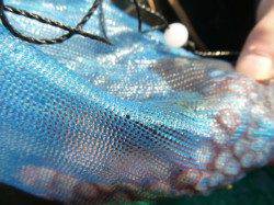 朝の兵突RT!　３３cmのポン！