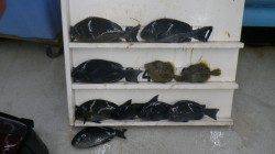 江須崎のフカセ釣りでグレ・カワハギ