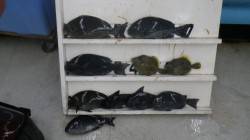 江須崎のフカセ釣りでグレ・カワハギ