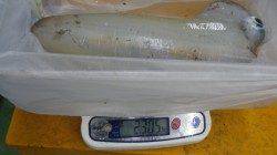 でました！アオリ2㌔UP　周参見漁港ヤエンでGET！