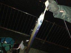 【渋いがタチウオ釣れています】南芦屋浜リアル