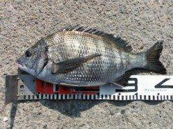 【チヌ＆ハネ釣れてます♪】南芦屋浜