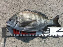 【チヌ＆ハネ釣れてます♪】南芦屋浜