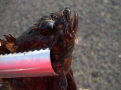 小野浜にてメバルとハネを確認！