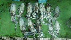 串本地磯ヤエン釣りにてアオリイカ12杯!!