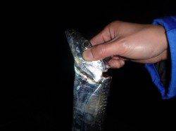 夜の兵突RT!今日もタチウオだ！