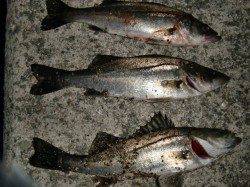 【エビ撒き・オキアミ】南芦屋浜リアルタイム