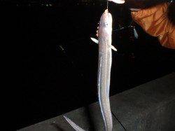 夜の兵突RTタチウオ釣りに行ってきました！