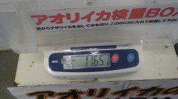 堺漁港でヤエン、嬉しい三杯です★