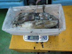 すさみ地磯ヤエン釣果　7ハイで計7.07ｋｇ☆　