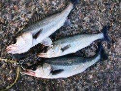 エビ撒き絶好調～忠岡貯木場中波止でアタリ連発♪