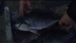 みなべ堺磯 マダイ61＆66cm他グレなど