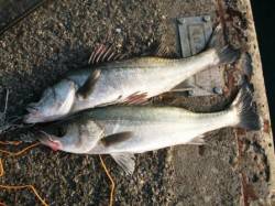 好調ハネ♪　底撒きしっかり＆誘いで好釣果！…