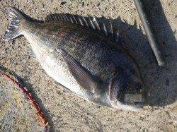 北公園東波止、エビ撒きでチヌ！