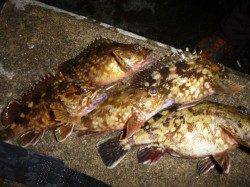 夜の兵突、タチウオと良型ガシラ・アナゴなど