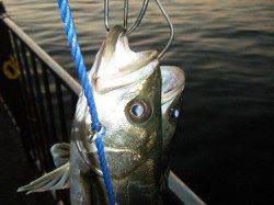 【エビ撒きいいぞ】南芦屋浜★