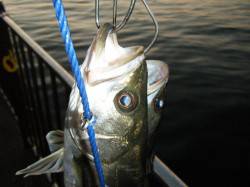 【エビ撒きいいぞ】南芦屋浜★