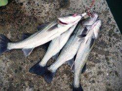 エビ撒き釣り本日のアタリポイントは大津川尻水銀灯!!