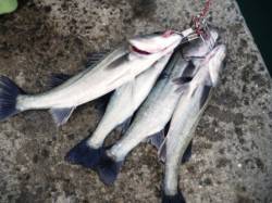 エビ撒き釣り本日のアタリポイントは大津川尻…